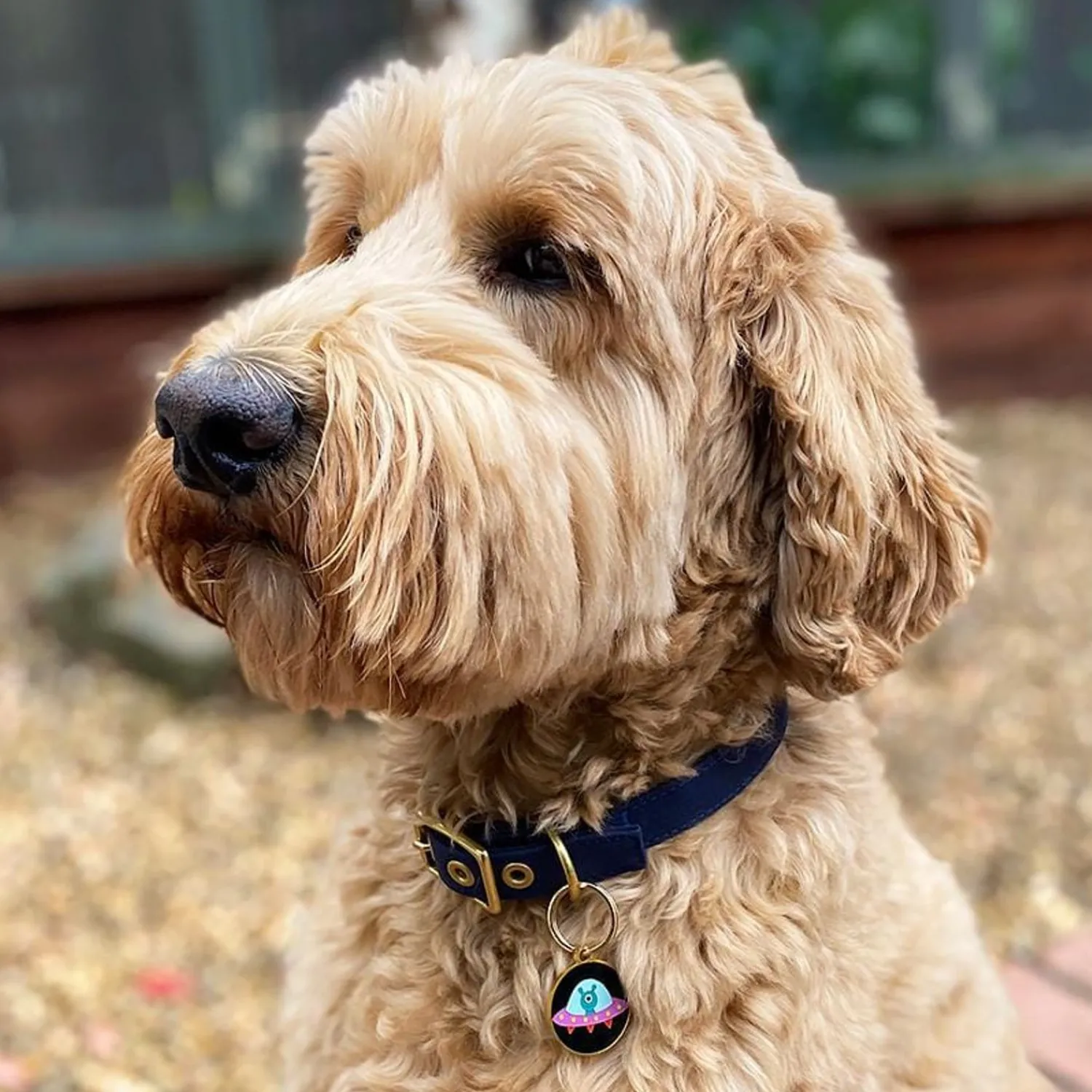 Close Encounter Enamel Pet Charm^Erstwilder Clearance